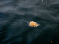 A jellyfish in the harbor of Bergen, Norway, on September 16, 2024. Bergen is the second-largest city in Norway, with a population of approx...