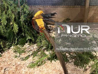 The golden pheasant (Chrysolophus pictus) is in Markham, Ontario, Canada, on October 5, 2024. The golden pheasant is also known as the Chine...