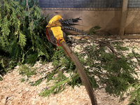 The golden pheasant (Chrysolophus pictus) is in Markham, Ontario, Canada, on October 5, 2024. The golden pheasant is also known as the Chine...