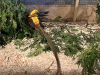 The golden pheasant (Chrysolophus pictus) is in Markham, Ontario, Canada, on October 5, 2024. The golden pheasant is also known as the Chine...