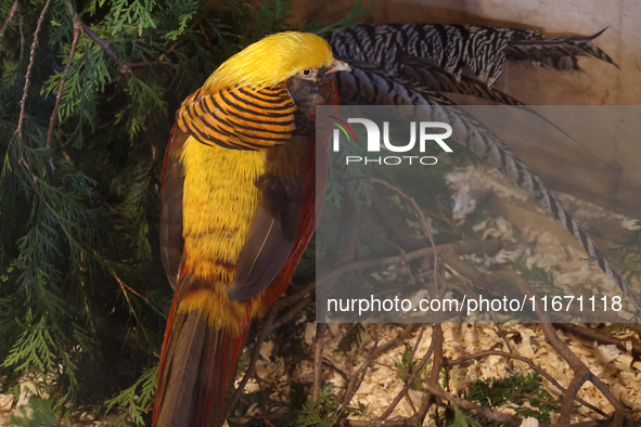 The golden pheasant (Chrysolophus pictus) is in Markham, Ontario, Canada, on October 5, 2024. The golden pheasant is also known as the Chine...