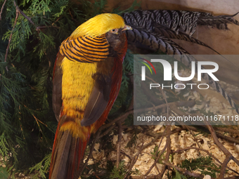 The golden pheasant (Chrysolophus pictus) is in Markham, Ontario, Canada, on October 5, 2024. The golden pheasant is also known as the Chine...