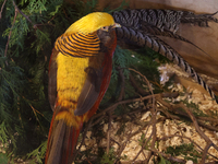 The golden pheasant (Chrysolophus pictus) is in Markham, Ontario, Canada, on October 5, 2024. The golden pheasant is also known as the Chine...