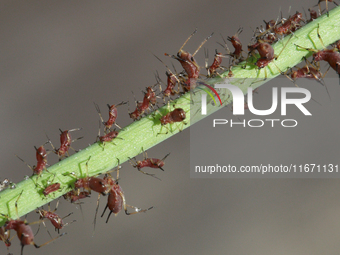 Bronze-brown dandelion aphids (Uroleucon taraxaci) are clinging to the stem of a dandelion plant in Toronto, Ontario, Canada, on August 02,...