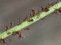 Bronze-brown dandelion aphids (Uroleucon taraxaci) are clinging to the stem of a dandelion plant in Toronto, Ontario, Canada, on August 02,...