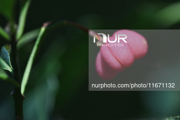 Fruit grows on a European spindle tree (Euonymus europaeus) during the autumn season in Markham, Ontario, Canada, on October 12, 2024. 