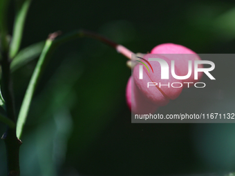 Fruit grows on a European spindle tree (Euonymus europaeus) during the autumn season in Markham, Ontario, Canada, on October 12, 2024. (