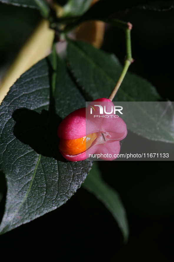 Fruit grows on a European spindle tree (Euonymus europaeus) during the autumn season in Markham, Ontario, Canada, on October 12, 2024. 