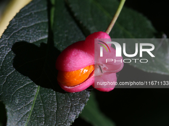 Fruit grows on a European spindle tree (Euonymus europaeus) during the autumn season in Markham, Ontario, Canada, on October 12, 2024. (