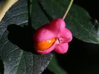 Fruit grows on a European spindle tree (Euonymus europaeus) during the autumn season in Markham, Ontario, Canada, on October 12, 2024. (