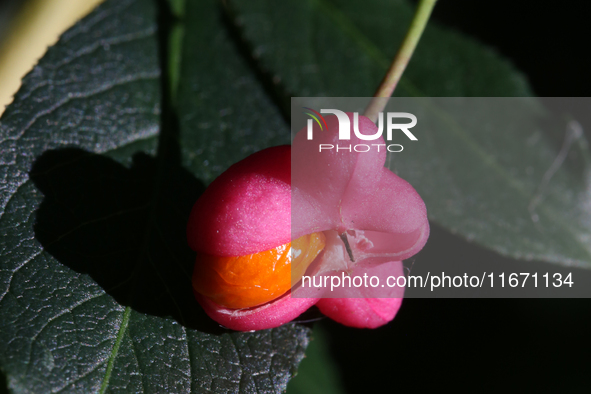 Fruit grows on a European spindle tree (Euonymus europaeus) during the autumn season in Markham, Ontario, Canada, on October 12, 2024. 