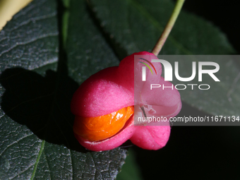 Fruit grows on a European spindle tree (Euonymus europaeus) during the autumn season in Markham, Ontario, Canada, on October 12, 2024. (