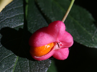 Fruit grows on a European spindle tree (Euonymus europaeus) during the autumn season in Markham, Ontario, Canada, on October 12, 2024. (