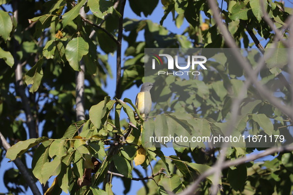 A bird perches on a tree branch in Poonch District, Jammu and Kashmir, India, on October 16, 2024. 