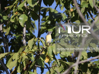 A bird perches on a tree branch in Poonch District, Jammu and Kashmir, India, on October 16, 2024. (