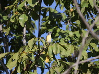 A bird perches on a tree branch in Poonch District, Jammu and Kashmir, India, on October 16, 2024. (