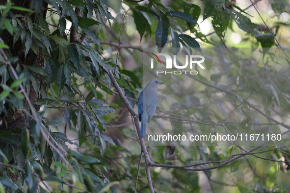 A bird perches on a tree branch in Poonch District, Jammu and Kashmir, India, on October 16, 2024. 