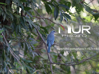 A bird perches on a tree branch in Poonch District, Jammu and Kashmir, India, on October 16, 2024. (