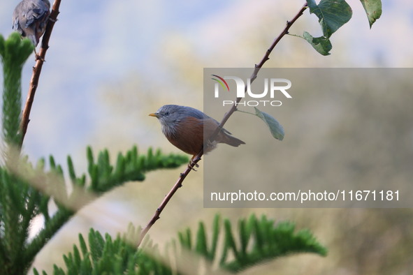 A bird perches on a tree branch in Poonch District, Jammu and Kashmir, India, on October 16, 2024. 