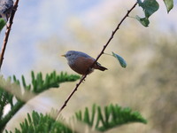 A bird perches on a tree branch in Poonch District, Jammu and Kashmir, India, on October 16, 2024. (