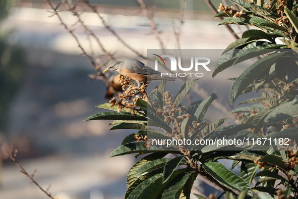 A bird perches on a tree branch in Poonch District, Jammu and Kashmir, India, on October 16, 2024. 