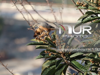 A bird perches on a tree branch in Poonch District, Jammu and Kashmir, India, on October 16, 2024. (