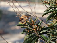 A bird perches on a tree branch in Poonch District, Jammu and Kashmir, India, on October 16, 2024. (