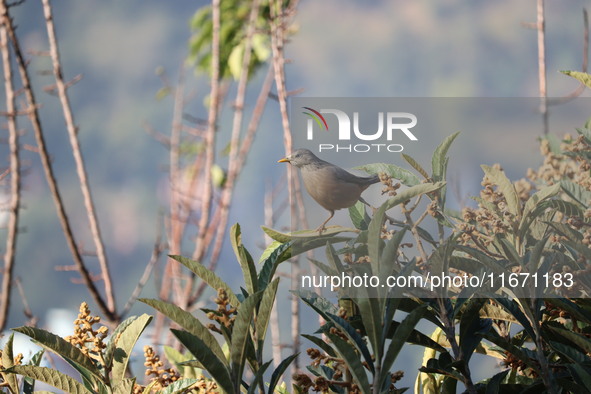 A bird perches on a tree branch in Poonch District, Jammu and Kashmir, India, on October 16, 2024. 