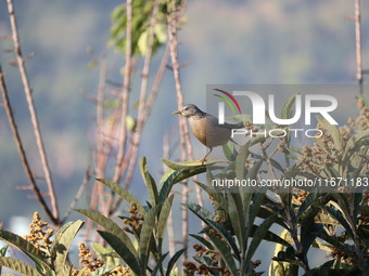 A bird perches on a tree branch in Poonch District, Jammu and Kashmir, India, on October 16, 2024. (