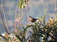 A bird perches on a tree branch in Poonch District, Jammu and Kashmir, India, on October 16, 2024. (