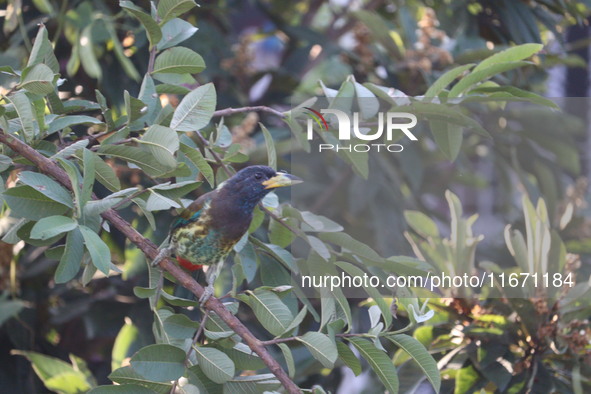 A bird perches on a tree branch in Poonch District, Jammu and Kashmir, India, on October 16, 2024. 