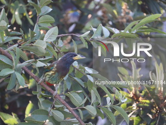 A bird perches on a tree branch in Poonch District, Jammu and Kashmir, India, on October 16, 2024. (