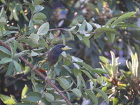 A bird perches on a tree branch in Poonch District, Jammu and Kashmir, India, on October 16, 2024. (