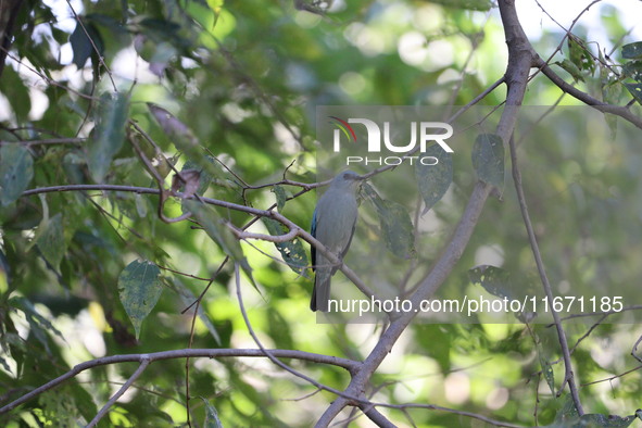 A bird perches on a tree branch in Poonch District, Jammu and Kashmir, India, on October 16, 2024. 