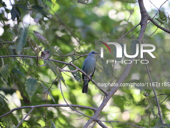 A bird perches on a tree branch in Poonch District, Jammu and Kashmir, India, on October 16, 2024. (