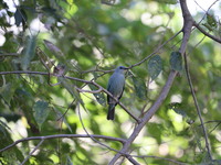 A bird perches on a tree branch in Poonch District, Jammu and Kashmir, India, on October 16, 2024. (