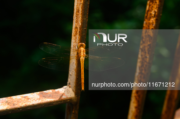 TheThe Coral-tailed Cloudwing (Tholymis Tillarga) Is A Species Of Dragonfly In The Family Libellulidae. It Is Found From Tropical West Afric...