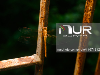 TheThe Coral-tailed Cloudwing (Tholymis Tillarga) Is A Species Of Dragonfly In The Family Libellulidae. It Is Found From Tropical West Afric...