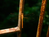 TheThe Coral-tailed Cloudwing (Tholymis Tillarga) Is A Species Of Dragonfly In The Family Libellulidae. It Is Found From Tropical West Afric...