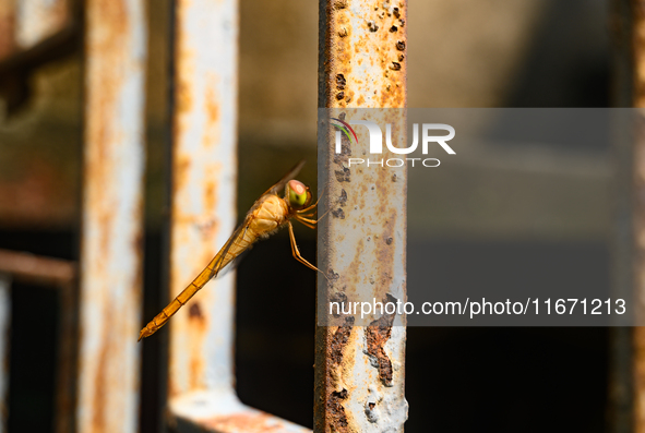 TheThe Coral-tailed Cloudwing (Tholymis Tillarga) Is A Species Of Dragonfly In The Family Libellulidae. It Is Found From Tropical West Afric...