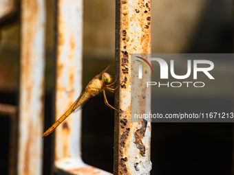 TheThe Coral-tailed Cloudwing (Tholymis Tillarga) Is A Species Of Dragonfly In The Family Libellulidae. It Is Found From Tropical West Afric...