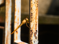 TheThe Coral-tailed Cloudwing (Tholymis Tillarga) Is A Species Of Dragonfly In The Family Libellulidae. It Is Found From Tropical West Afric...