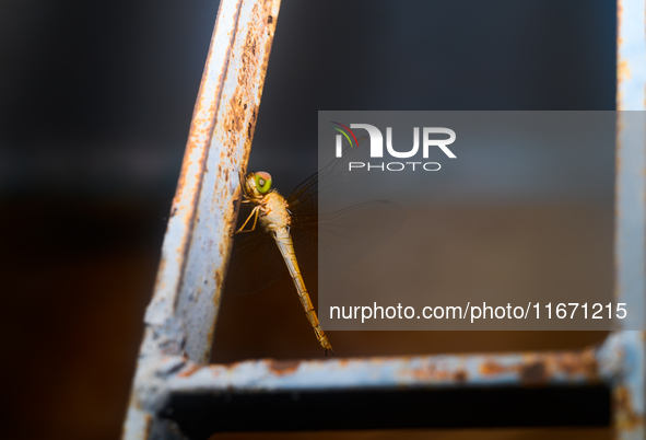 TheThe Coral-tailed Cloudwing (Tholymis Tillarga) Is A Species Of Dragonfly In The Family Libellulidae. It Is Found From Tropical West Afric...