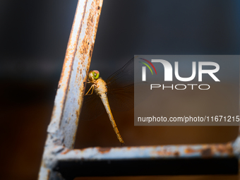 TheThe Coral-tailed Cloudwing (Tholymis Tillarga) Is A Species Of Dragonfly In The Family Libellulidae. It Is Found From Tropical West Afric...