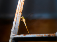 TheThe Coral-tailed Cloudwing (Tholymis Tillarga) Is A Species Of Dragonfly In The Family Libellulidae. It Is Found From Tropical West Afric...