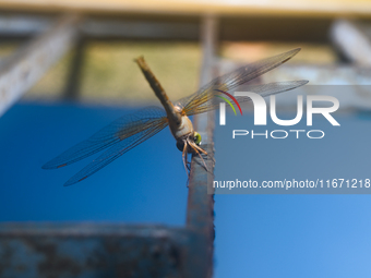 TheThe Coral-tailed Cloudwing (Tholymis Tillarga) Is A Species Of Dragonfly In The Family Libellulidae. It Is Found From Tropical West Afric...