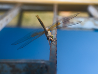 TheThe Coral-tailed Cloudwing (Tholymis Tillarga) Is A Species Of Dragonfly In The Family Libellulidae. It Is Found From Tropical West Afric...