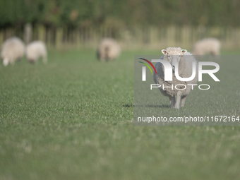 A sheep looks on at a farm in Lincoln on the outskirts of Christchurch, New Zealand, on October 16, 2024. (