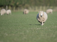 A sheep looks on at a farm in Lincoln on the outskirts of Christchurch, New Zealand, on October 16, 2024. (