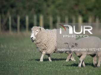 Sheep are seen on a farm in Lincoln on the outskirts of Christchurch, New Zealand, on October 16, 2024. (